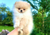 Teddy face pomeranian